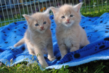 Bill o Bull 5 veckor